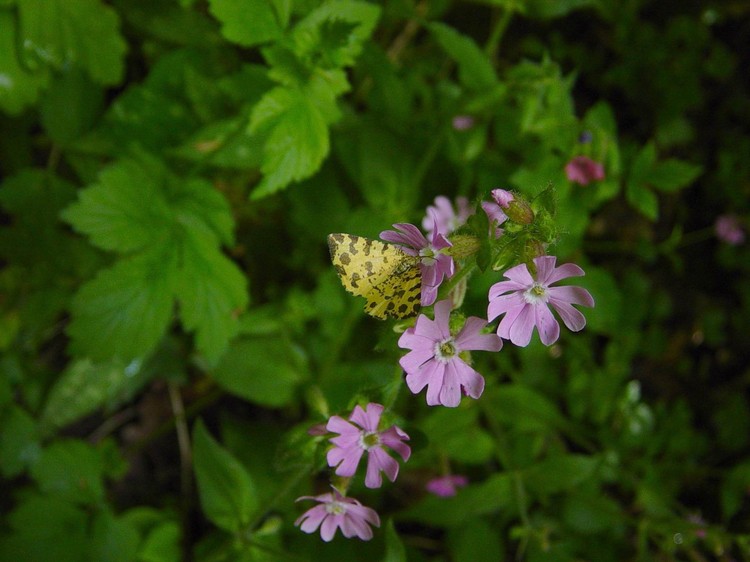 Silene dioica